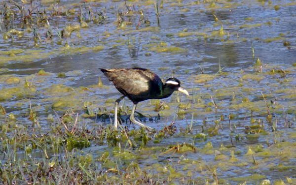 Kanyakumari Wildlife Sanctuary